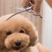 Buy Purplebird 6.5-Inch Curved Fur Scissors | Japanese Stainless Steel for Dogs & Cats | Ideal Grooming Tool | International Shipping - Buy Online on GoSupps.com