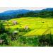 Toyama Koshihikari Japanese Rice 5 kg Single - Buy Online on GoSupps.com