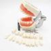 Vinbcorw Dental Care Model - 24 Removable Teeth for Adult Teaching (12x9.5 cm) - Ideal for Dentists & Educators - Buy Online on GoSupps.com
