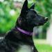 Tagme Personalized Large Dog Collar - Embroidered Reflective Nylon Custom Pet Name & Phone Number Purple - 1 Pack - Buy Online on GoSupps.com