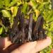 Crystal Rough 90-100g Natural Beautiful Black Quartz Crystal Cluster Tibetan Specimen - Buy Online on GoSupps.com