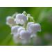 Institut Karit Paris Hand & Nail Cream - Moisturising Restorative Spring Lily of the Valley 30ml - International Shipping Available - Buy Online on GoSupps.com