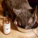 PetWineShop Cat Wine Pawty Pack - Catnip Wine Set for Cats & Kittens - Buy Online on GoSupps.com