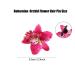 12 x Bohemia Orchid Flower Clips - Hawaiian Wedding & Beach Party Hairpins for Women & Girls - Buy Online on GoSupps.com
