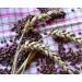 Widu Organic Purple Wheat 2.5 KG - Premium Grain for Eating & Baking | International Shipping Available - Buy Online on GoSupps.com