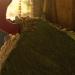 Organic Blue Mountain Hay Bedding Straw for Small Pets & Chickens - 3 lb Fresh Farm Delivery - Buy Online on GoSupps.com