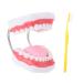 Ultechnovo 1stk tooth model 3D teeth that study the model models for adult demonstration tooth teaching model human teeth model.Dantaler Typodont PVC dental floss child dentures