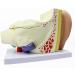 Human Ear Template Outdoor Ear Medium Ear Inner Ear Ear Structure Model Adapted for Teaching - Buy Online on GoSupps.com