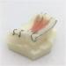 Fhuili Dental Teeth Model for Orthodontics Training - KFO Retainer Study & Teaching Simulation - Buy Online on GoSupps.com
