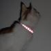 Joytale Reflective Breakaway Cat Collars with Bell - 2 Pack Kitten Pink | Adjustable Sizes 6-9 & 9-13 for Boy and Girl Cats - Buy Online on GoSupps.com