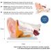 Human Ear Anatomy Model 5 Times Life Size 6 Part Ear Model Anatomical Structure Detachable Medical Training Support - Buy Online on GoSupps.com