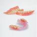 DIY Fake Tooth Repair Kit - Temporary Partial & Full Dentures | Regain Your Confident Smile - Buy Online on GoSupps.com
