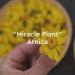 Kneipp Arnica Joint & Muscle Intensive Cream 3.52 fl. oz. - Soothes Muscles and Joints | Pack of 1 - Buy Online on GoSupps.com