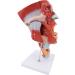 Nose Spelling Mouth and Larynx Model Enlarged Version of The Nasal Cavity Model LAROGLE Model is Suitable for Medical - Buy Online on GoSupps.com