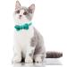 Tagme Turquoise Cat Collar with Personalized Name & Phone Number - Safe Kitten Neck Band with Bell | 1 Pack - Buy Online on GoSupps.com