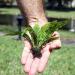 Java Fern Microsorum pteropus - Beginner Live Aquatic Plant for Freshwater Aquariums - Buy Online on GoSupps.com