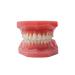 Dental Typodont with Ceramic Brackets Orthodontic Braces Teeth Model - 28pcs for Teaching Practice - Buy Online on GoSupps.com