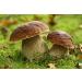 Seweryn Dried Porcini Mushrooms 100g - GMO Free Borowik Szlachetny Whole Caps String - Imported from Poland - Buy Online on GoSupps.com