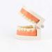 Buy Adult Standard Demonstration Teeth Model - Flesh Pink | Best Educational Tool for Teaching & Study | International Shipping Available - Buy Online on GoSupps.com