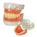 Buy Teach Study Adult Standard Typodont Teeth Model - Ideal for Dental Education & Demonstration | Fast International Shipping - Buy Online on GoSupps.com