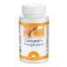 Curcumin Phospholipid 39 g capsules from Dr. Jacob's I 29 times higher bioavailability I without piperine I vegan 30 servings