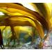 Dried Kelp from Hokkaido Japan - Authentic Kelp Stock for Japanese Cuisine (RISHIRI 3 oz) - Buy Online on GoSupps.com