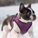 Puppia Dog Harness for Small & Medium Dogs - Soft Vest in Multiple Colors | Atani Train Harness for Puppies - XL Violet - Buy Online on GoSupps.com