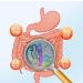Lyophilis e de probiotiques solides pour intestinales viables pour enfants 40g - Buy Online on GoSupps.com