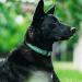 Tagme Personalized Reflective Dog Collar for Large Dogs - Embroidered Nylon with PET Name & Phone Number - Turquoise XL (1 Pack) - Buy Online on GoSupps.com