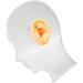Jeanoko Ear Mold - Soft Ear Model with Acrylic Stand for Hospitals | Perfect for Medical Training & Demonstration - Buy Online on GoSupps.com