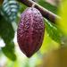 Fresh Cacao Exotic Fruit from St Lucia | Cacao Pod/Chocolate Fruit | 1kg - Buy Online on GoSupps.com