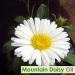 100% Pure Salvia Mountain Daisy Essential Oil - Natural Aromatherapy | Celmisia Spectabilis 15ml - Therapeutic Grade Uncut & Undiluted - Buy Online on GoSupps.com