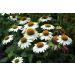 Echinacea Purpurea Collection - Hardy Perennials | Bee-Friendly Purple Sun Hat by Perennial Passages - Buy Online on GoSupps.com