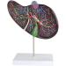 Gallbladder Anatomical Enlargement Model Human Digestive Organs Liver Visceral Anatomical Model Human Liver Gallbladder Liver - Buy Online on GoSupps.com