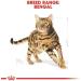 Royal Canin Bengal Adult Dry Cat Food 3 x 400g - Buy Online on GoSupps.com