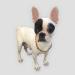 Premium Certified Baltic Raw Amber Collar for Dogs & Cats - 32cm | International Shipping - Buy Online on GoSupps.com
