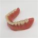 Ernzi Lower Jaw Teeth Study Model - Simulated Oral Tooth Anatomy for Dental Education & Chewing Exercises - Buy Online on GoSupps.com
