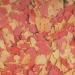 Tropical OVO-VIT 1000ml / 200g - Fortifying Egg Food for Aquarium Fish - Buy Online on GoSupps.com