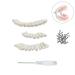 Buy Youya Dental TM-021 Replacement Teeth - 32 Pieces for Perfect Smile - Buy Online on GoSupps.com
