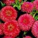 Zinnia Dreamland Rosa 10 Semi
