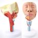 Human Head Human Body Model and Muscle Nasal Pharyngeal Throat Trachea Cricopharyng Muscle Anatomy Model Medical Teaching Accessories - Buy Online on GoSupps.com
