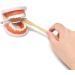 Honbay Standard Teeth Model with Toothbrush | Adult Dental Demonstration Teaching Supplies - Buy Online on GoSupps.com