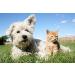 Urinary Tract Infection Solution for Cats - PET Healthy Urinary Complex - Natural Cranberry Treats - VET Recommended - 3 Bottles (270 Treats - Buy Online on GoSupps.com