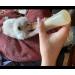 Gufastoe 5Pcs Mini Silicone Nipple & Bottle for Puppies Dogs Cats - Best Pet Feeding Solution - Buy Online on GoSupps.com