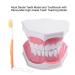 Buy Adult Dental Teeth Model | High-Quality Removable Teaching Model & Toothbrush for Effective Oral Care Education - Buy Online on GoSupps.com