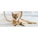Cat Urinary Relief - Natural Formula for Bladder & Urinary Tract Health - 2 Bottles (180 Treats) - Support Cat Wellness Globally - Buy Online on GoSupps.com