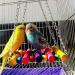 Premium Wooden Bird Swing - Cablepelado Hanging Toys & Play Accessories for Bird Cages - Buy Online on GoSupps.com