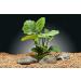 Florida 10 Species Live Aquarium Plants Bundle - Vibrant and Diverse Aquatic Flora Collection - Buy Online on GoSupps.com