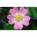 Wild Rose n 37 Fleur de Bach farmaflor 1 Flacon Comtpe Gouttes 10ml - Made in Italy - Buy Online on GoSupps.com