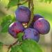 Buy Me mer French Plum Tea - 20 Gluten-Free Lactose-Free Vegan Tea Bags for International Shipping - Buy Online on GoSupps.com